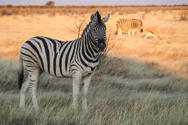 Berg Zebra, Equus Zebra i Etosha nationalpark, Namibia — Stockfoto