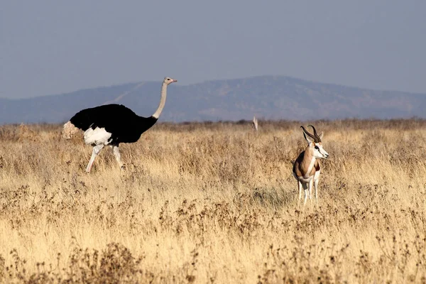 Afrikanischer Strauß, Struthio-Kamel im Etoscha-Nationalpark, Namibia — Stockfoto