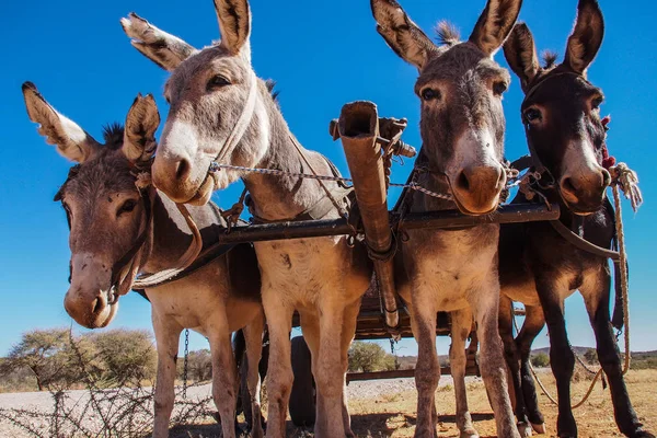 Un carro de burros en Opuwo, Namibia en África — Foto de Stock