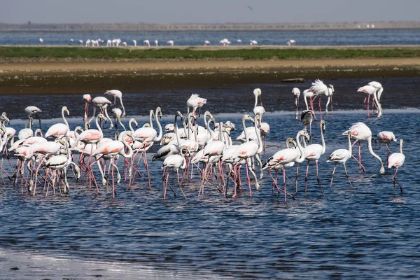 Pembe Flamingolar, Walvis Körfezi'nde Fenikecopterus ruberroseus, Namibya — Stok fotoğraf