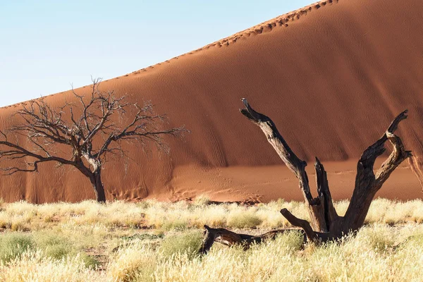 Sanddyner i en kastrull med Sossusvlei i Namibia. Afrika. — Stockfoto