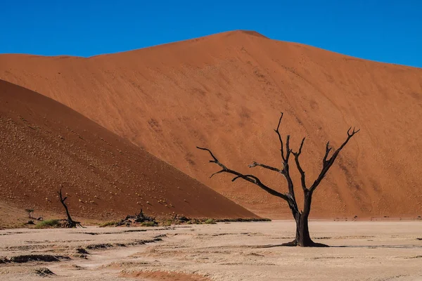 Vista panorámica en Deadvlei, Sossusvlei. Parque Nacional Namib-Naukluft, Namibia — Foto de Stock