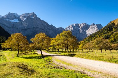 akçaağaç, Ahornboden, Karwendel'de Dağları, Tyrol, Avusturya