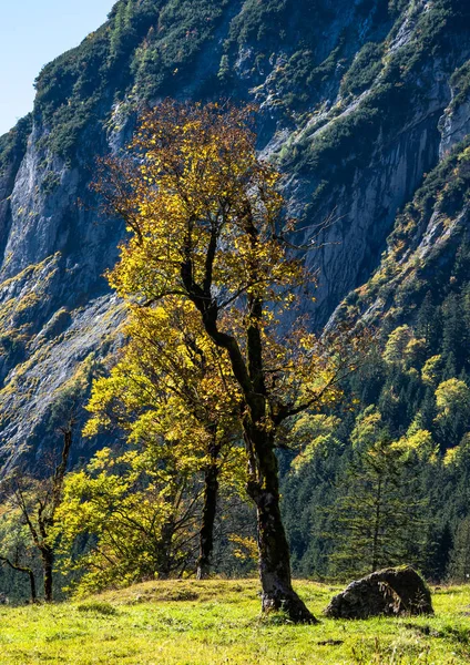 Klon drzew w Ahornboden, gór Karwendel, Tyrol, Austria — Zdjęcie stockowe
