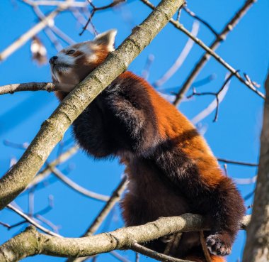 Red panda, Ailurus fulgens, küçük panda olarak da bilinir.