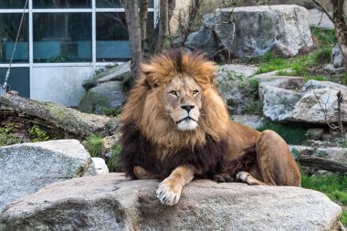 Aslan, Panthera leo cins Panthera dört büyük kedilerde biridir