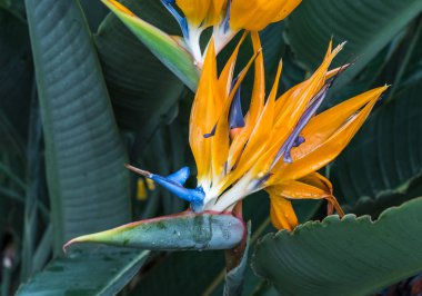 STERLİÇYA Viktorya, turuncu ve mavi cennet kuşu çiçeği