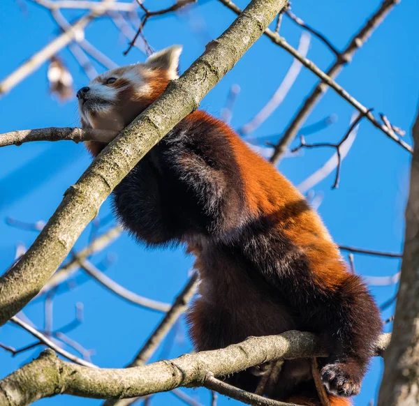 El panda rojo, Ailurus fulgens, también llamado el panda menor . — Foto de Stock