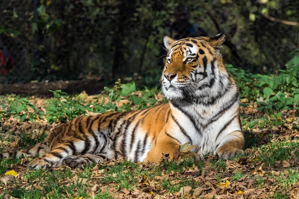 El tigre siberiano, Panthera tigris altaica en el zoológico — Foto de Stock