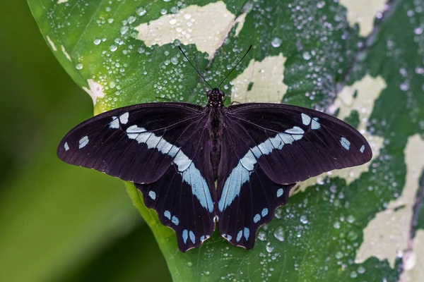 Mariposa morfo azul o emperador, morfo peleides descansando sobre una flor —  Fotos de Stock