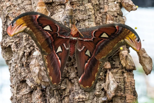 Attacus 阿特拉斯蛾是世界上最大的 lepidopterans 之一 — 图库照片