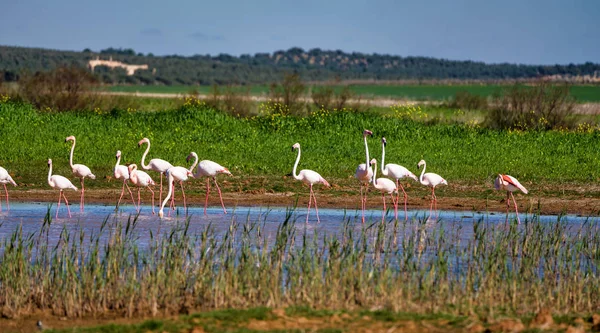 Malaga Campillos lagün sulak büyük Flamingolar. İspanya. — Stok fotoğraf