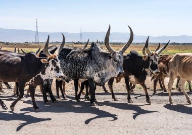 Brahman veya Zebu bulls Tigray, Etiyopya Gheralta yolunda