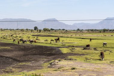 Brahman veya Zebu bulls Tigray, Etiyopya Gheralta yolunda