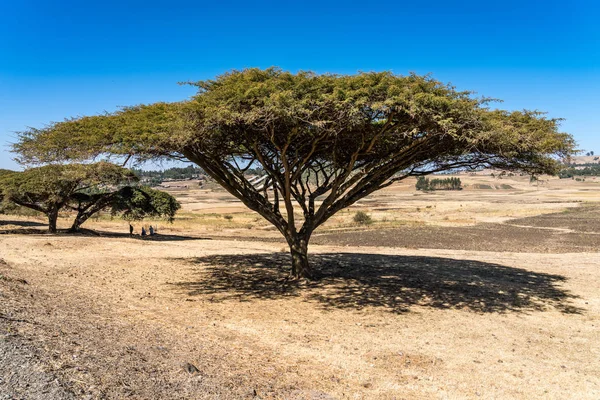 Big tree on the road from Gondar to the Simien mountains, Ethiopia, Africa Royalty Free Stock Photos