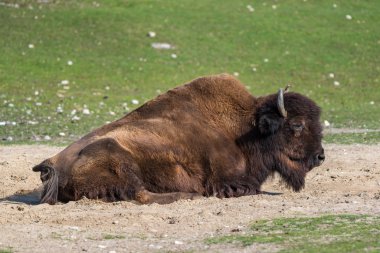 American buffalo known as bison, Bos bison in the zoo clipart