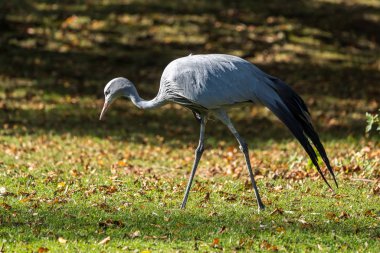 Mavi turna Grus paradisea, nesli tükenmekte olan bir kuştur