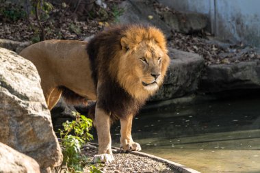 Aslan, Panthera leo cins Panthera dört büyük kedilerde biridir