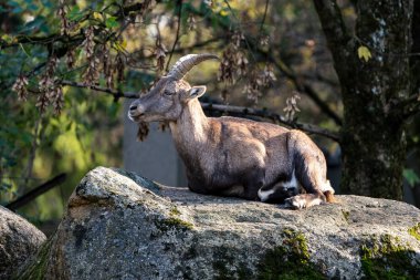 Erkek dağ dağ keçisi ya da bir kayaya oturan capra ibex