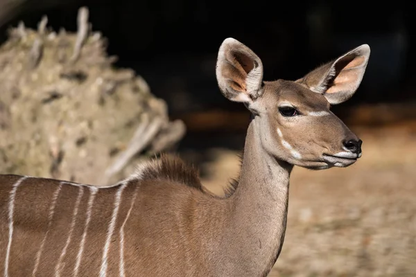 큰 kudu, Tragelaphus strepsiceros는 숲 영양 — 스톡 사진