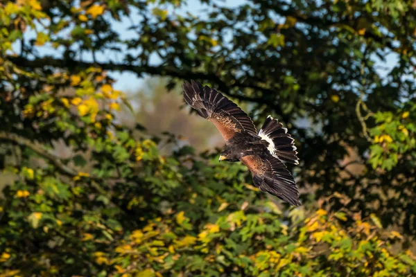 Falcão-de-harriss, Parabuteo unicinctus, falcão-de-asa-baía ou falcão-de-crepúsculo — Fotografia de Stock