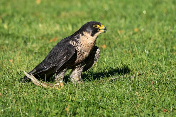 El halcón peregrino, Falco peregrinus. Los animales más rápidos del mundo . — Foto de Stock