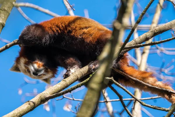 El panda rojo, Ailurus fulgens, también llamado el panda menor . — Foto de Stock