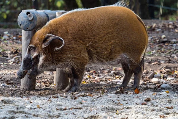 紅河の豚、Potamochoerus porcus、ブッシュの豚とも呼ばれる. — ストック写真