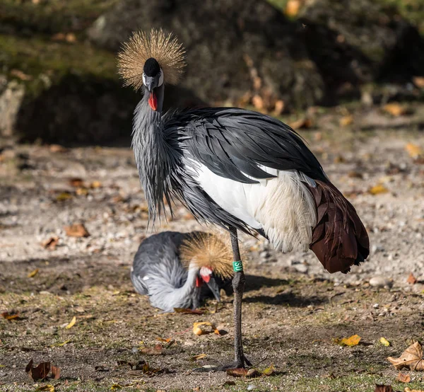 Μαύρο στεφθεί Crane, Balearica pavonina στο ζωολογικό κήπο — Φωτογραφία Αρχείου