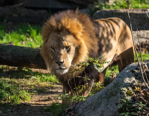 Lev, Panthera leo je jedním ze čtyř velkých koček rodu Panthera — Stock fotografie