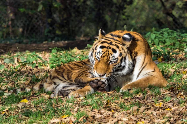 Tygrys syberyjski Panthera tigris altaica w zoo — Zdjęcie stockowe