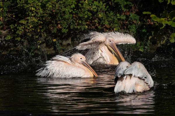 Большой белый пеликан, Pelecanus onocrotalus в зоопарке — стоковое фото