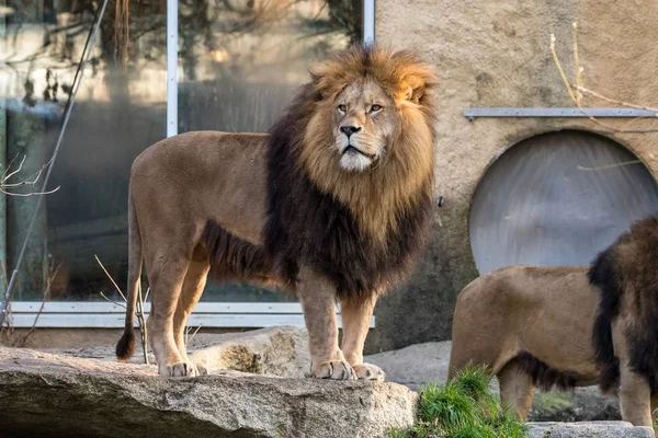 El león, Panthera leo es uno de los cuatro grandes felinos del género Panthera — Foto de Stock