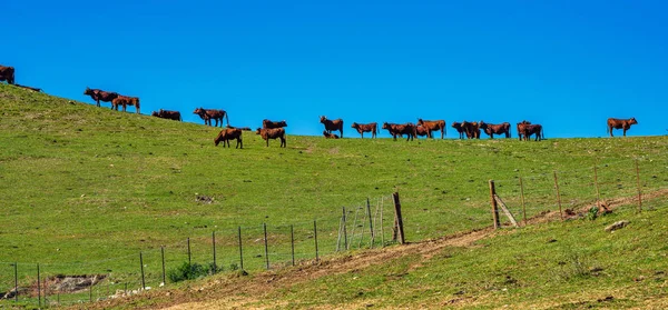 Vacas em Sierra de Grazalema, Andaluzia, Espanha . — Fotografia de Stock