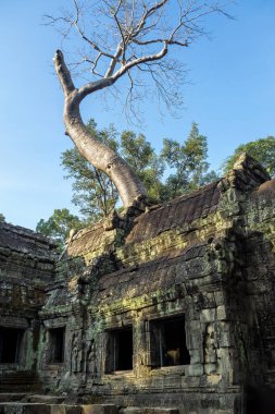 Antik Tapınağı, Ta Prohm, Angkor, Kamboçya