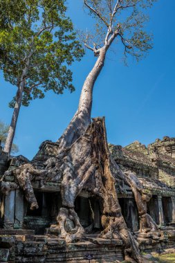 Siem Reap, Kamboçya'da karmaşık Angkor Wat Tapınağı Preah Khan