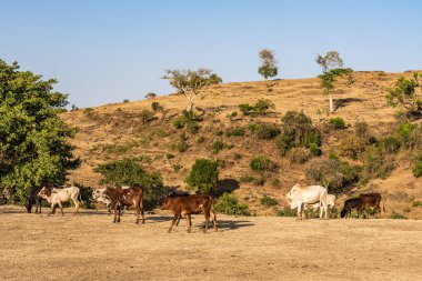 Mavi Nil Şelalesi, Tis-ruhum Etiyopya'da Brahman veya Zebu boğa yakınındaki