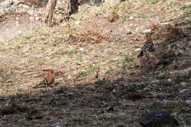 Gondar, Kuzey Etiyopya, Afrika Fasiladas hamamları