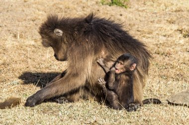Gelada babun - Theropithecus Gelada. Etiyopya Simien dağlarında
