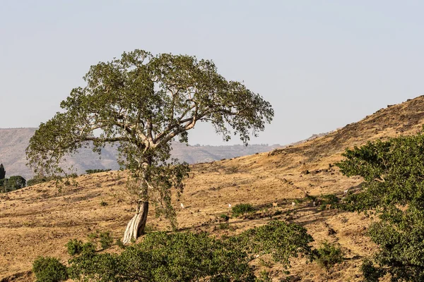 Landschapsmening in de buurt van de Blauwe Nijl Watervallen, Tis-Isat in Ethiopië, Afrika — Stockfoto