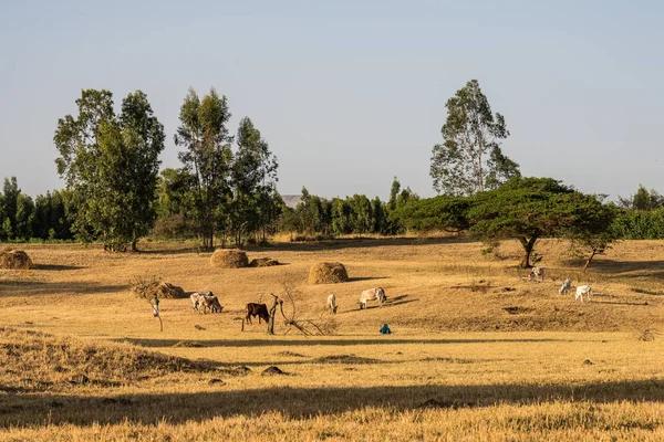 Брахман или быки Зебу возле водопада Голубой Нил, Тис-Исат в Эфиопии — стоковое фото