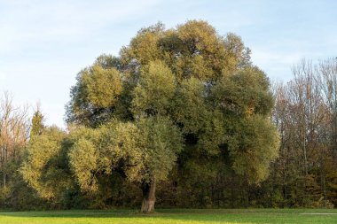 sonbahar görünümü'nde İngilizce Bahçe, Münih, Almanya.