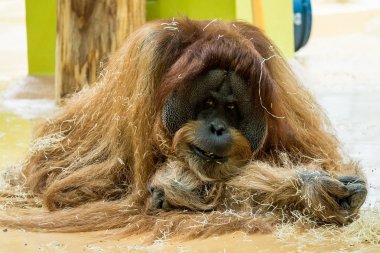 Hint oklu kirpi, Alman bir hayvanat bahçesi Hystrix indica