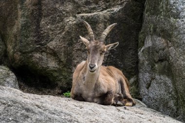 Erkek dağ dağ keçisi ya da bir kayaya oturan capra ibex