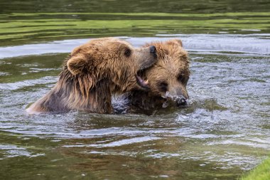 Avrupa boz ayı, ursus arctos bir parkta