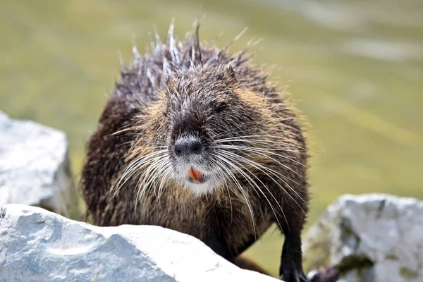 Beverrat, Myocastor coypus, ook bekend als rivier rat of nutria 's — Stockfoto