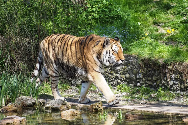 Le tigre de Sibérie, Panthera tigris altaica dans le zoo — Photo