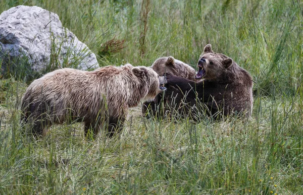 Europejski niedźwiedź brunatny, ursus arctos w parku — Zdjęcie stockowe