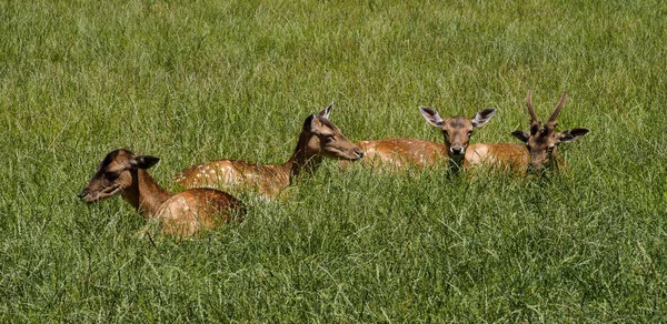 Kızıl geyik, Cervus elaphus bir Alman Doğa Parkı — Stok fotoğraf