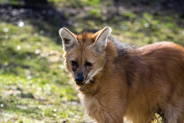 Maned Wolf, Chrysocyon brachyurus je největší kánon Jižní Ameriky — Stock fotografie